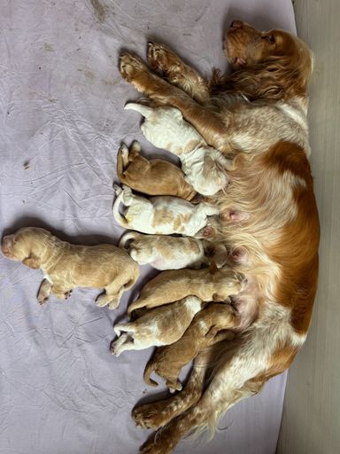 Aurora mit ihren Babys - hier erst 3 Tage alt 